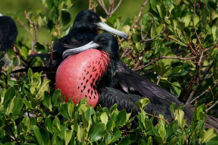 black and red bird with puffed chest